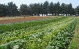Sustainable Agriculture and Farming Practices