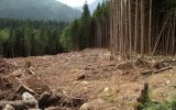 What may happen in a forest ecosystem when the trees are cut down and not replaced by other groundcover?