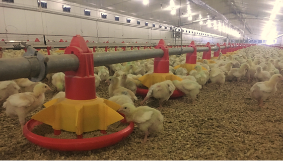 Why phase nutrition in breeding chickens?