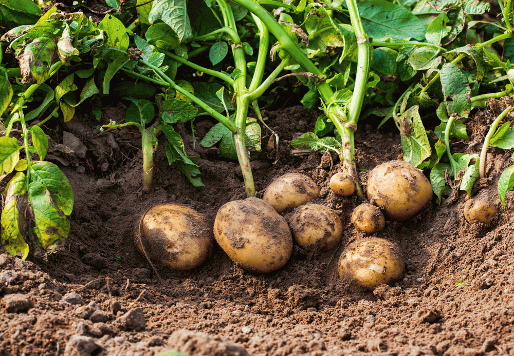 Potatoes remain the most consumed staple food in Namibia