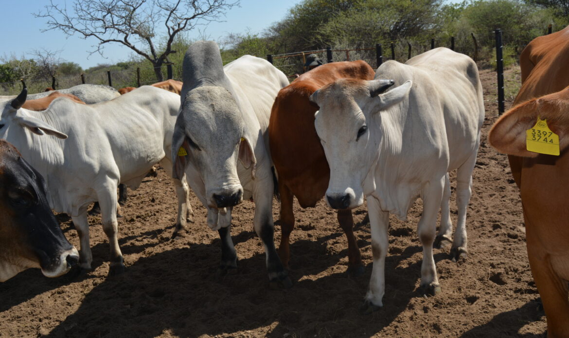 Suspension have been lifted: Namibian cattle can now be exported to South Africa