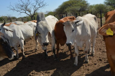 Suspension have been lifted: Namibian cattle can now be exported to South Africa