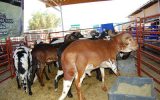 Deadline for submission of animal health declared.
