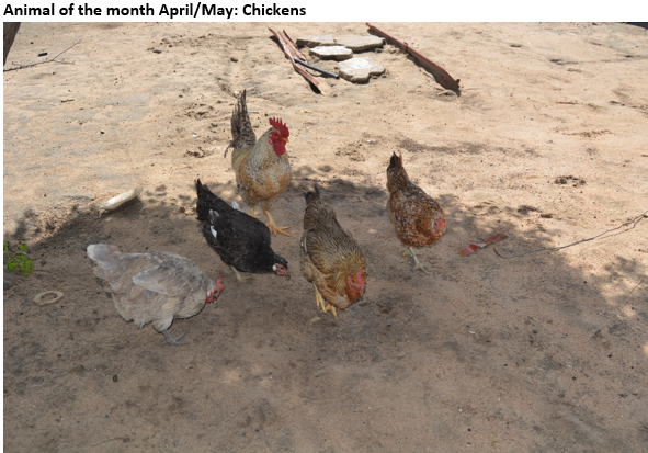 Animal of the month April/May : Chickens