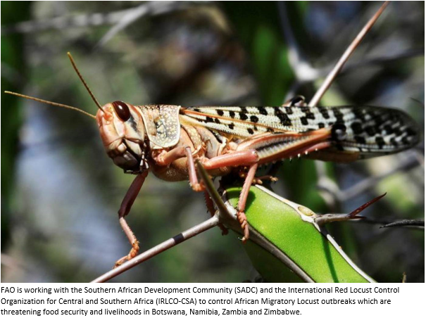 Locust outbreaks threaten food security in southern Africa