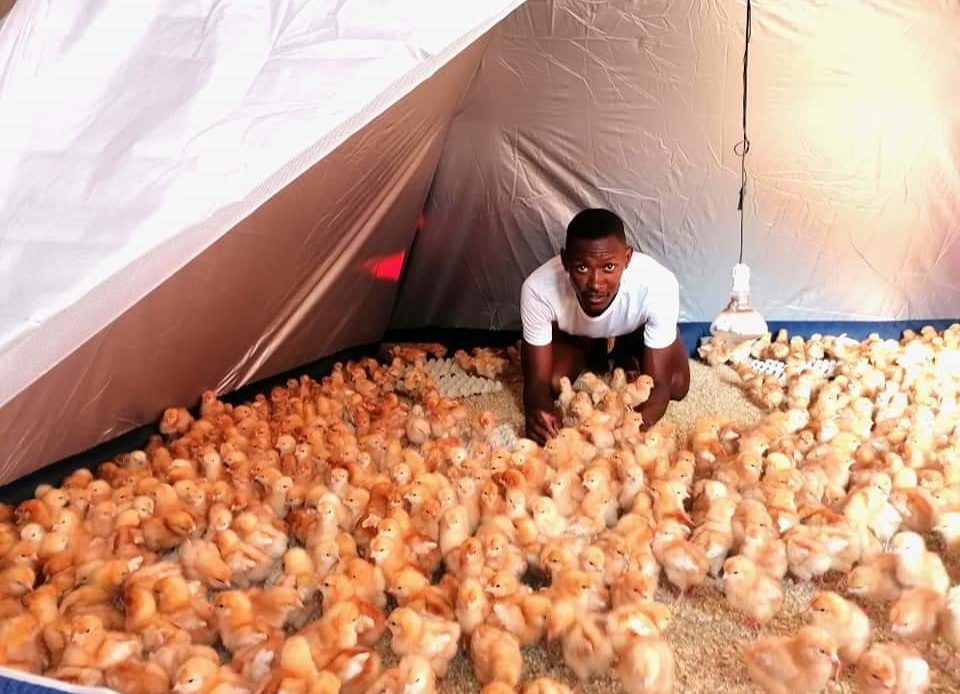 The right way to hatching and raising day old chicks – CHIMATI POULTRY.