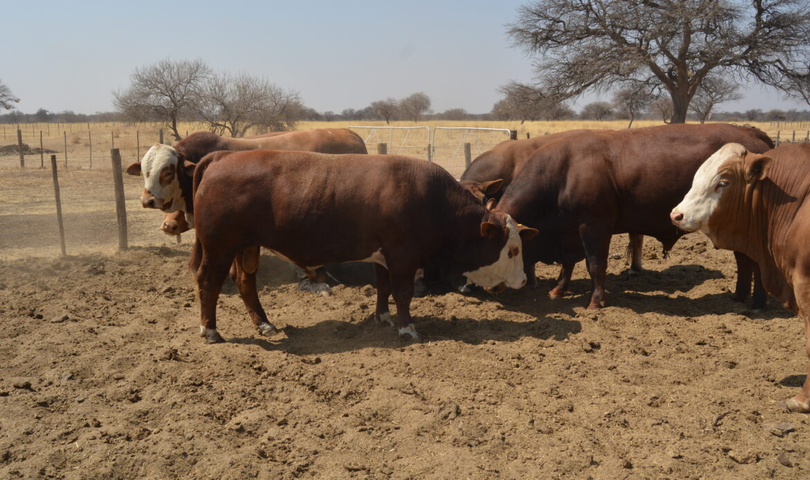 Livestock auctions on a positive trajectory: highest bull sold for half a million