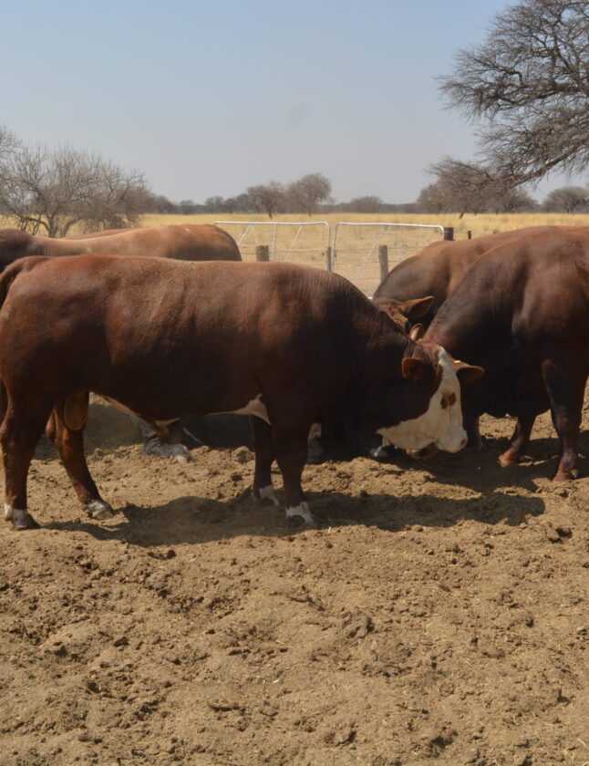 Livestock auctions on a positive trajectory: highest bull sold for half a million