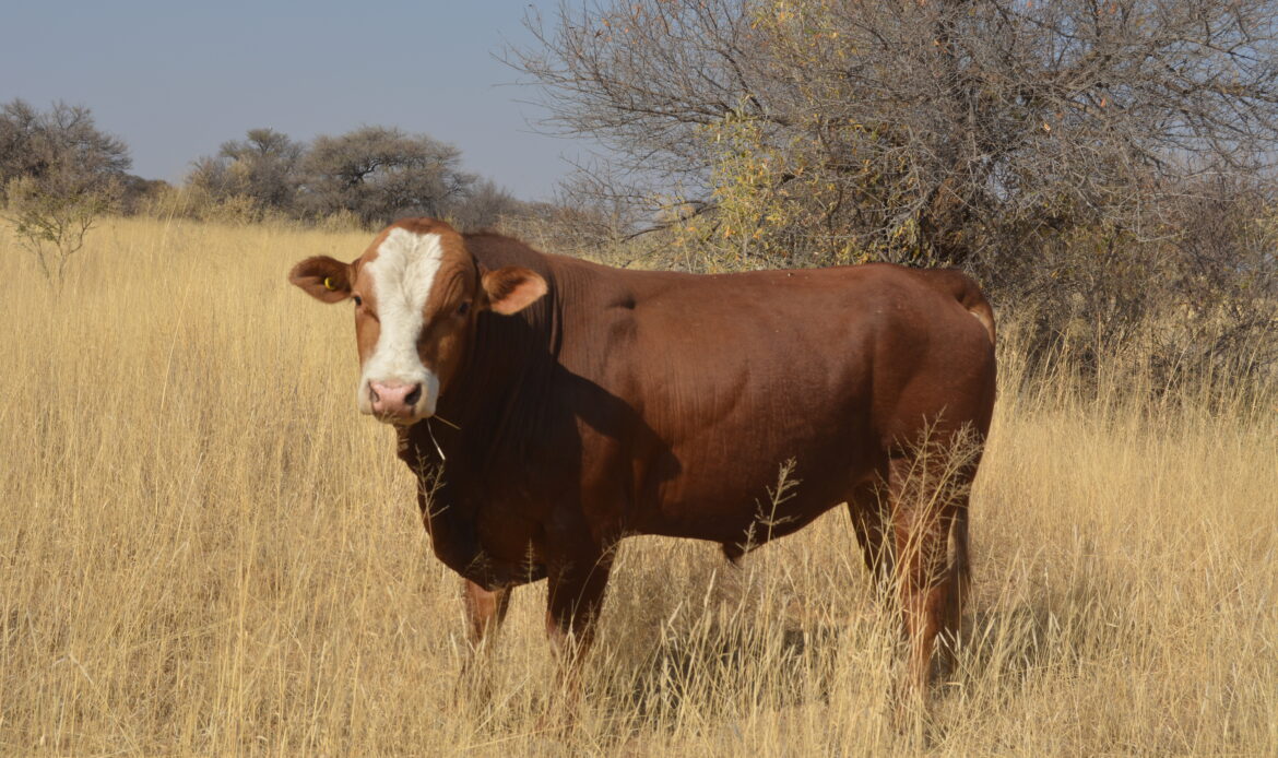 Awareness campaign on the appropriate use of cattle ear tags, stock brands & guidance to registering on NamLITS Online