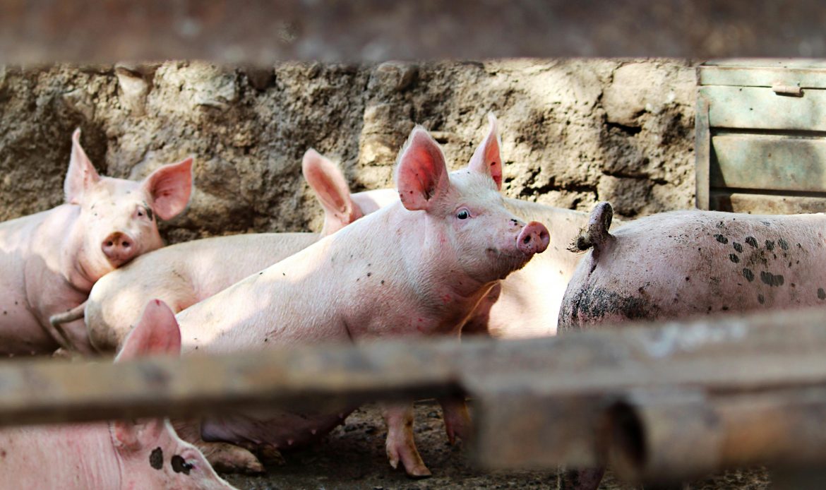 Optimal Pig Production: Breed Selection and Sow Choice Guidelines