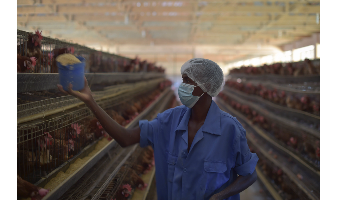 WPF releases new training resources for small-scale poultry farmers in Africa